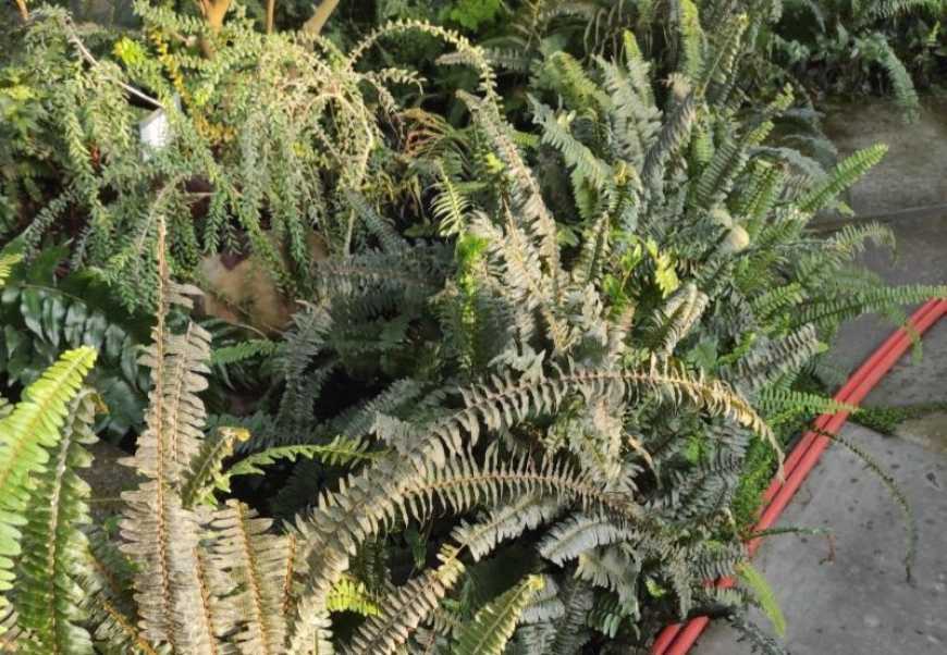 Ви зараз переглядаєте У Києві під загрозою вимерзання в ботсаду опинились унікальні колекції тропічних та субтропічних рослин