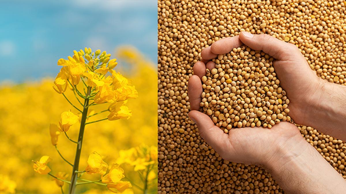 Ви зараз переглядаєте Україна поступово відходить від сировинної моделі завдяки розвитку агропереробки