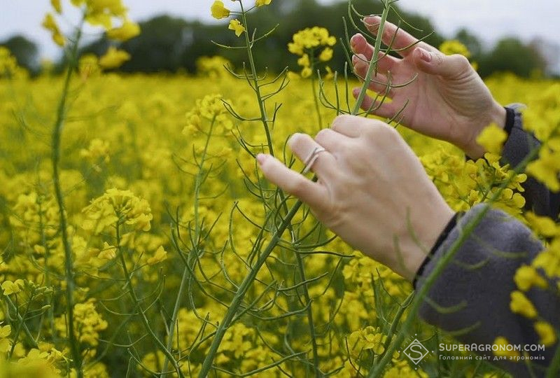 Ви зараз переглядаєте Чому суттєве збільшення площ озимого ріпаку на півдні є ризикованим розповів аграрій