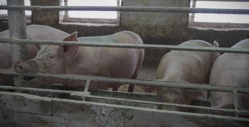 Ціни на живих свиней стабілізувались