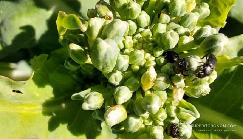 Ви зараз переглядаєте Циперметрин в ЄС був схвалений незаконно: рішення Суду Європейського Союзу