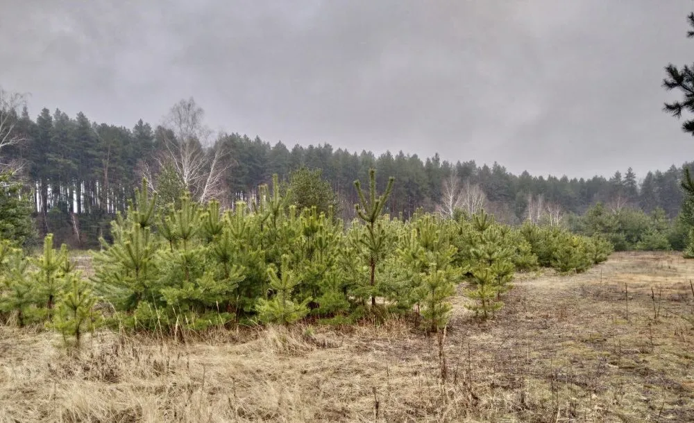 Ви зараз переглядаєте На Дніпропетровщині викрито схему переоформлення державних земель ДП «Ліси України»