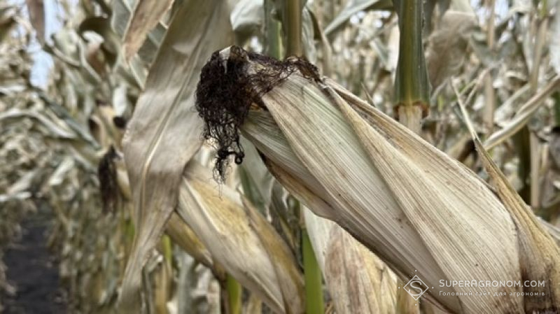 Ви зараз переглядаєте Де найвища урожайність кукурудзи 2025 — названо ТОП-5 областей