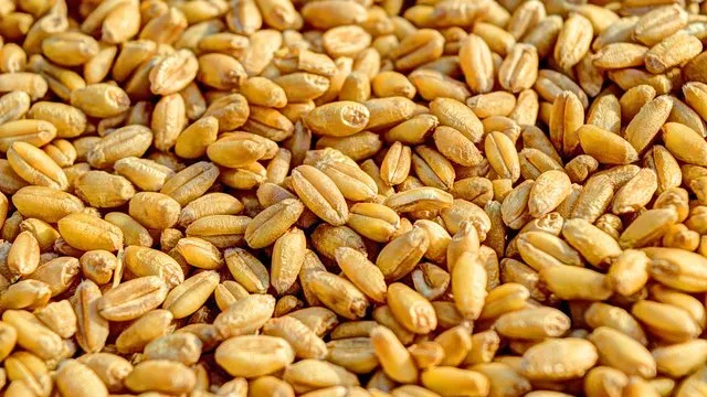 Ви зараз переглядаєте Відмова від перевалки українського зерна загрожує банкрутством польських транспортних компаній