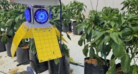 Ви зараз переглядаєте Винайдено технологію знищення шкідників у теплицях за допомогою світла