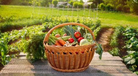 Ви зараз переглядаєте ФАО шукає постачальників насіння овочів для українських селян