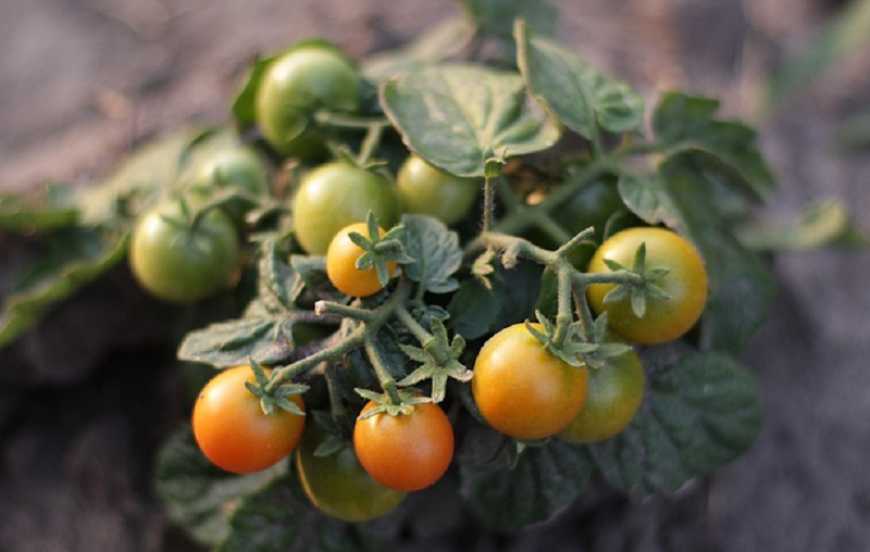 Ви зараз переглядаєте В Україні розробляють робота, який зможе визначати хвороби тепличних овочів