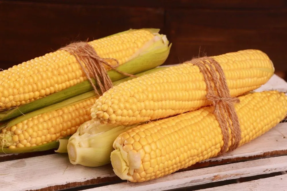 Ви зараз переглядаєте Україна різко втратила позиції на ринку кукурудзи ЄС