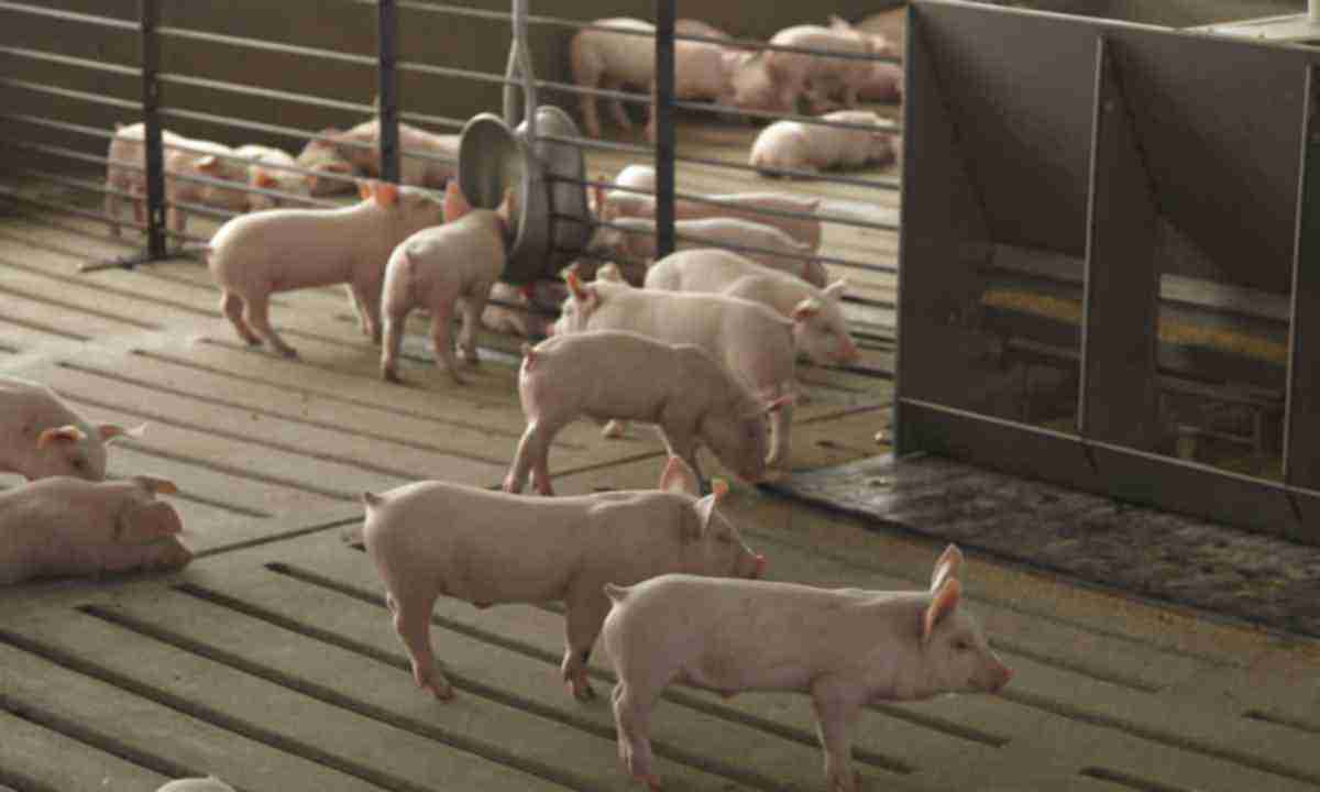 Ви зараз переглядаєте На Миколаївщині фермера судитимуть за забруднення довкілля