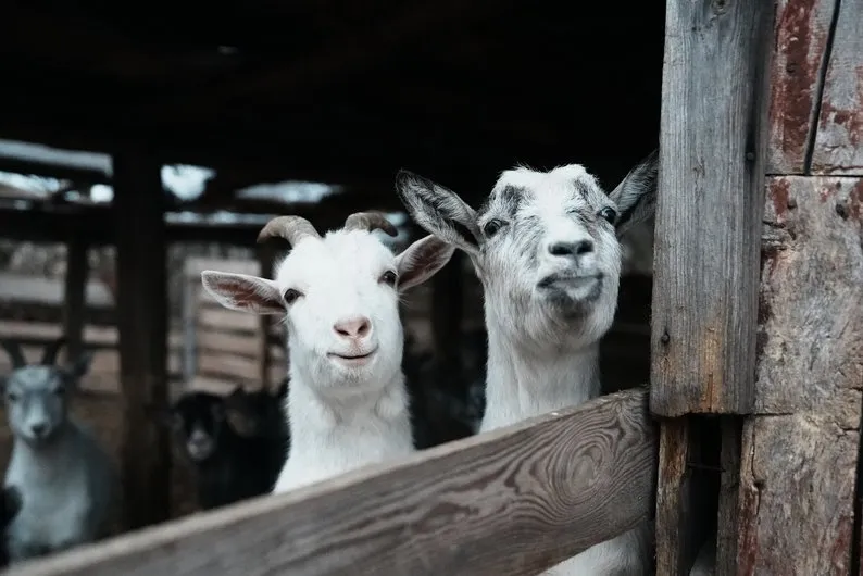 Ви зараз переглядаєте Вінницьке господарство будує ферму на 2 тис дійних кіз