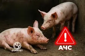 Ви зараз переглядаєте Захворюваність на АЧС у Європі зросла на 25%