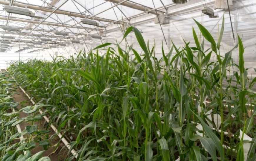 Ви зараз переглядаєте На Миколаївщині фермер вирощує у теплиці цукрову кукурудзу та огірки
