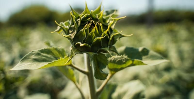 Фермери Центру змінюють підходи до вибору гібридів соняшнику з огляду на кліматичні ризики