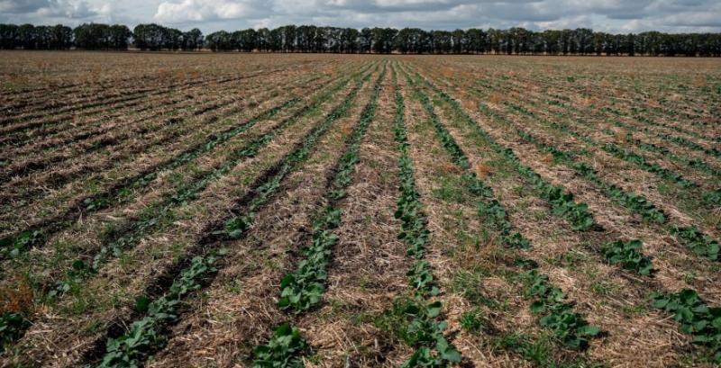 Ріпак посіяний по strip-til