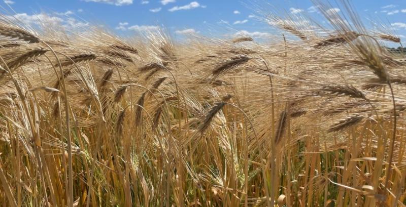 Фуражний ячмінь подорожчав на фоні активного попиту