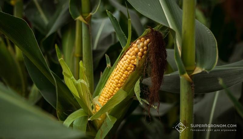 Ви зараз переглядаєте Гібриди для вирощування слід обирати з комплексу факторів, а не спираючись тільки на врожайність — Дробязко