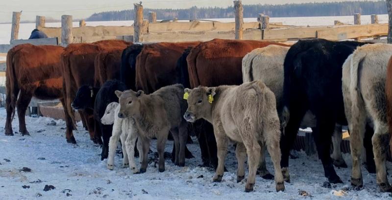 Господарство з Чернігівщини розводить м'ясну породу корів Мюррей Грей