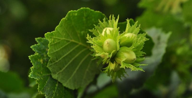 Фундук Фундук