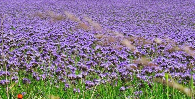 Фацелія Фацелія