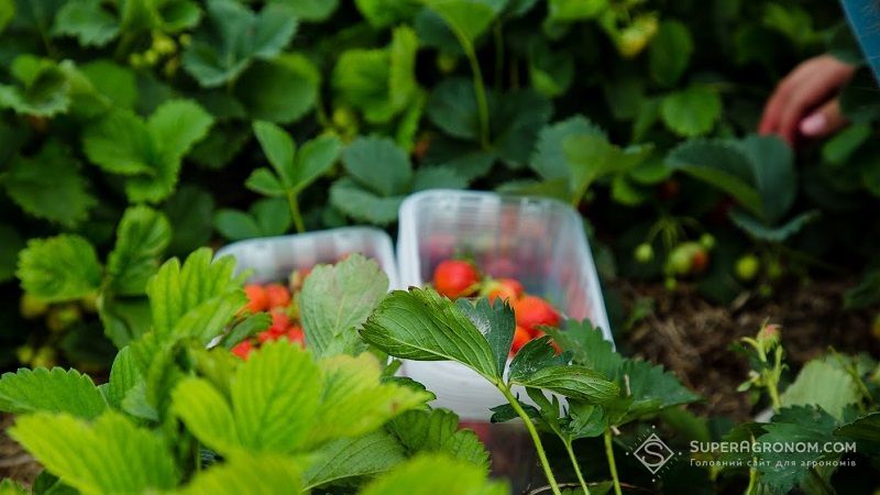 Ви зараз переглядаєте Ягідникам розповіли, як варто адаптувати технології до змін клімату