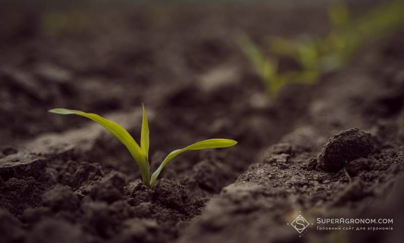 Ви зараз переглядаєте Як підвищувати мікробне різноманіття ґрунту в регенеративних системах землеробства — розповів британський агроном