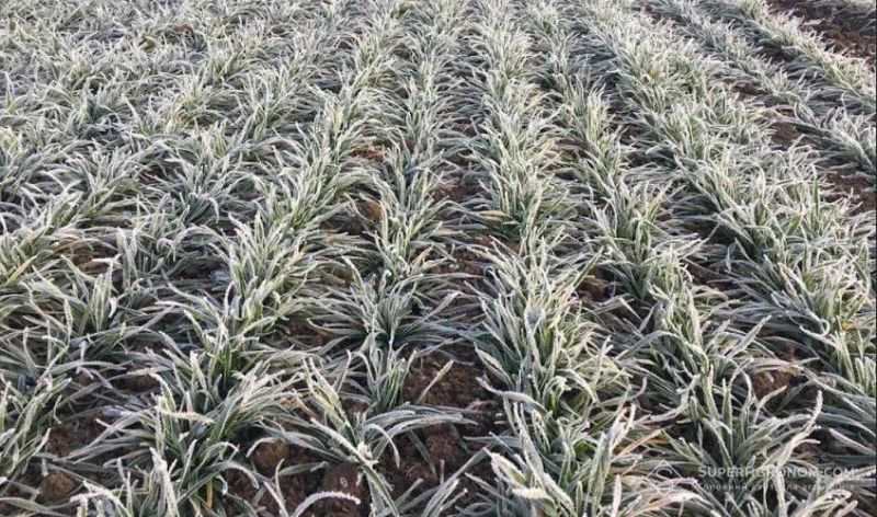 Ви зараз переглядаєте Як погодні умови взимку вплинуть на посіви озимих, розповів науковець