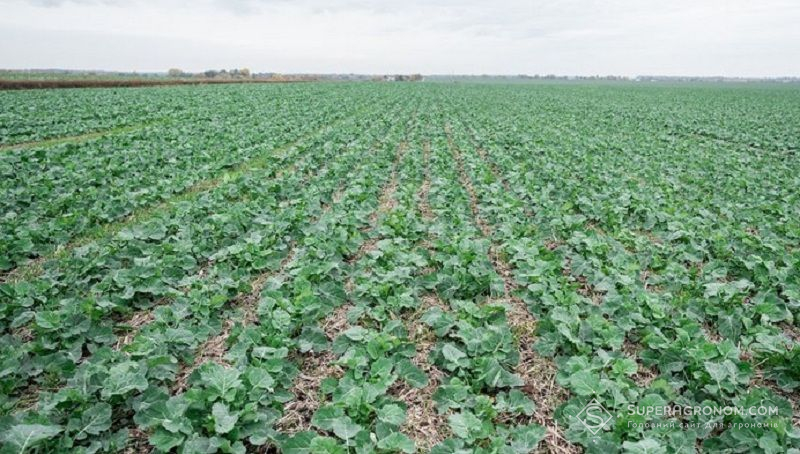 Ви зараз переглядаєте Які форми азоту та види добрив для ранньовесняногго підживлення ріпаку більш доцільні