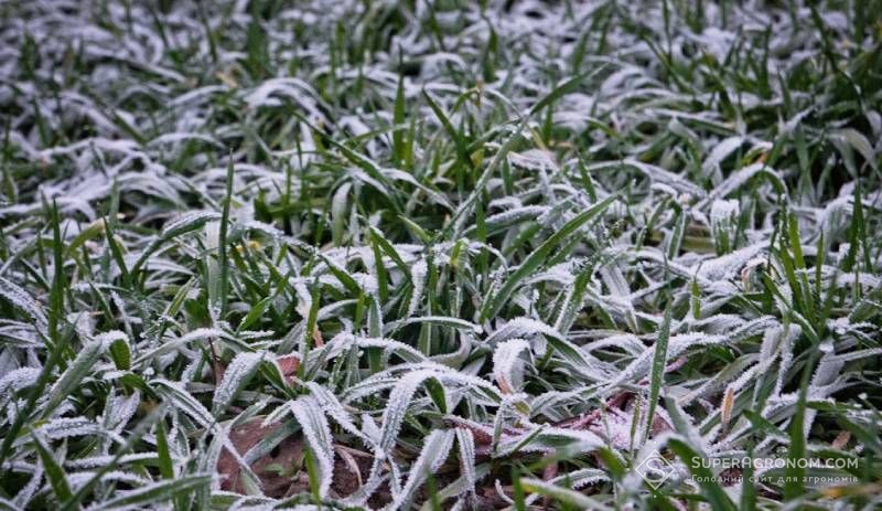 Ви зараз переглядаєте Які температурні пороги морозостійкості у різних озимих культур розповів науковець