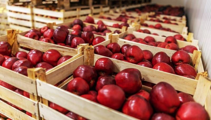 Ви зараз переглядаєте Кальцій для садових культур — Ukravit виводить на ринок нове добриво