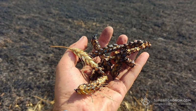 Ви зараз переглядаєте Компенсацію за втрачені посіви передбачено для аграріїв прифронтових територій