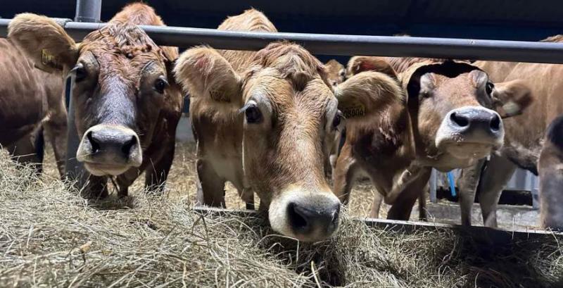 ТзОВ «Мостиське молоко»