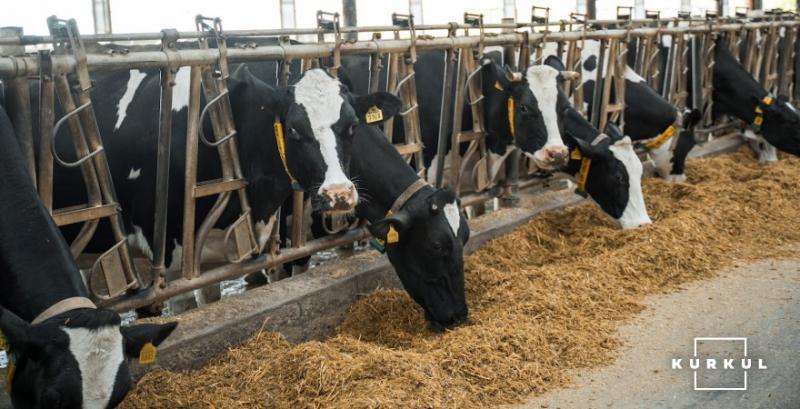 Молочні ферми у 10 областях наростили поголів'я корів
