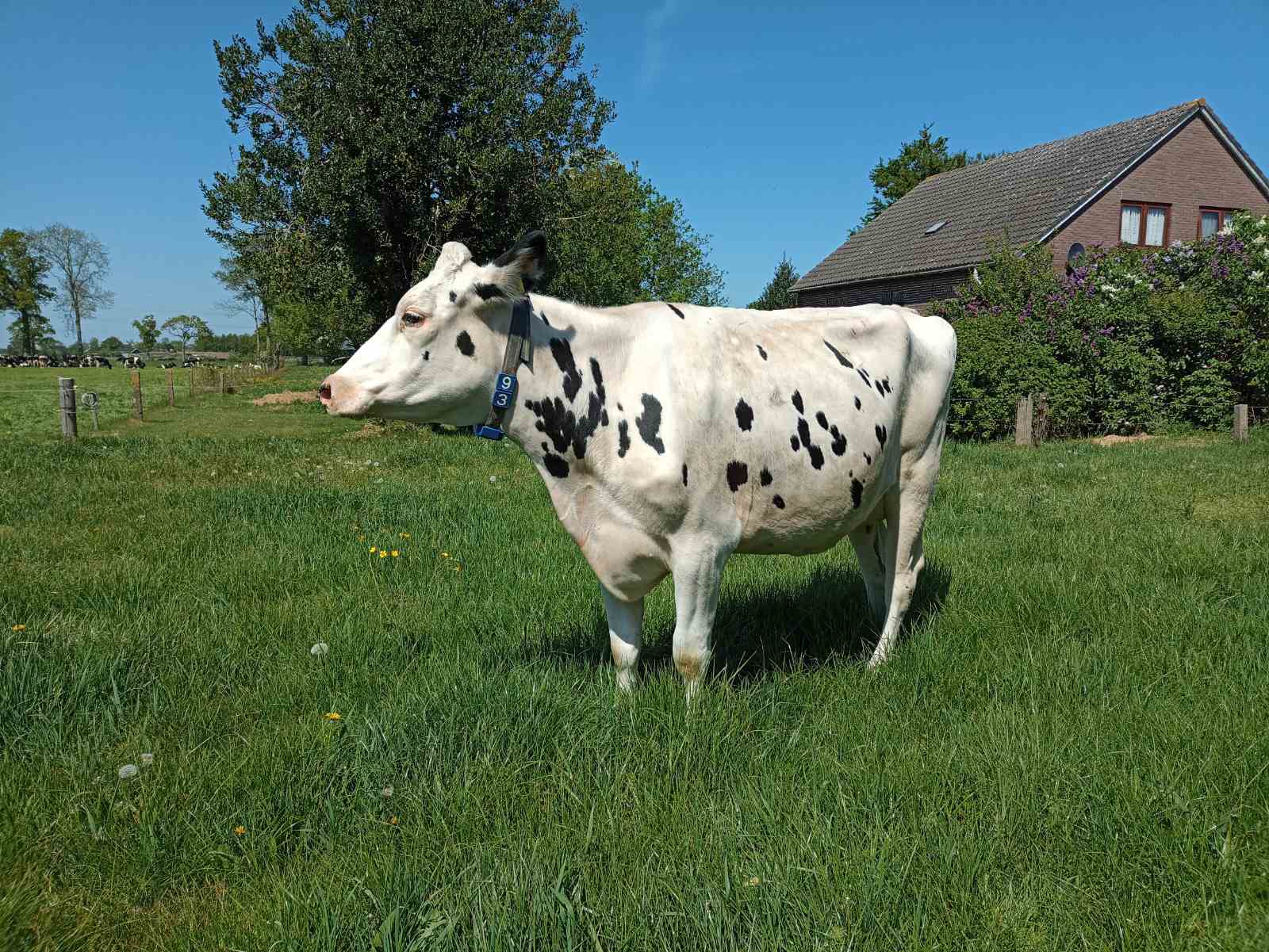 Ви зараз переглядаєте МТФ наростили поголів’я корів в 2025 році