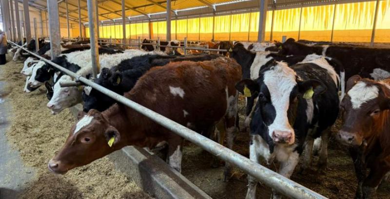 На Львівщині запустили ферму для дорощування молодняка ВРХ