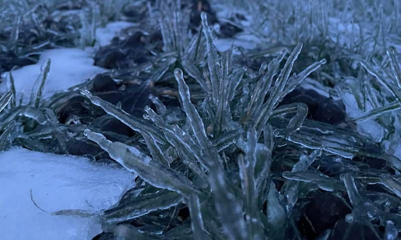 Ви зараз переглядаєте На Миколаївщині снігу лише 1 см — частина озимих може не витримати морозів