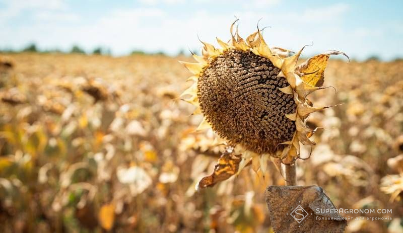 Ви зараз переглядаєте Найбільший урожай-2025 соняшнику в Україні, але нижчу урожайність, ніж у 2024-му, отримали аграрії Кіровоградщини