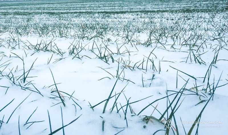 Ви зараз переглядаєте Наразі жодних ризиків для успішної перезимівлі озимих на Волині немає