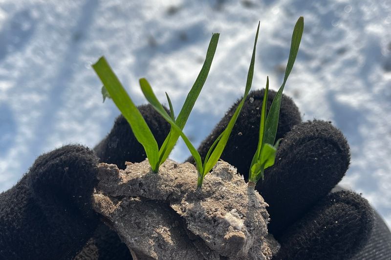 Ви зараз переглядаєте Підживлення озимих зернових розпочали господарства Агрейн, де під них відведено близько 75% площ