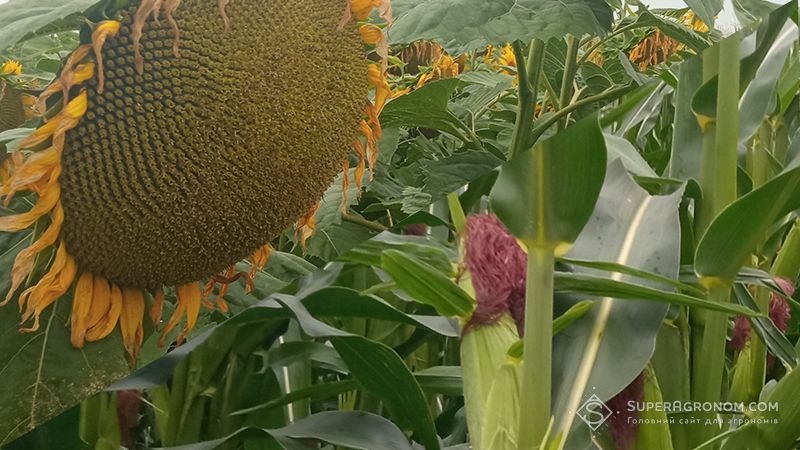 Ви зараз переглядаєте Погодні ризики сезону впливають на вибір гібридів соняшнику та кукурудзи — ВНІС