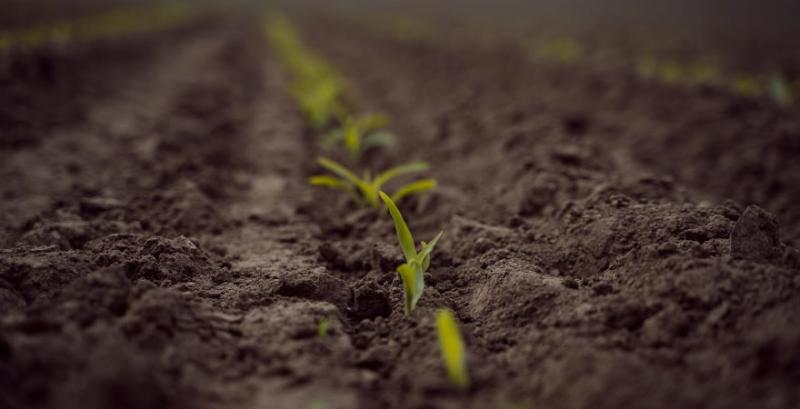 Помилки в обробітку ґрунту можуть призвести до зниження врожаю кукурудзи — експерт