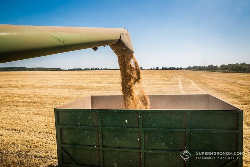 Ви зараз переглядаєте Попередник горох витягнув урожайність озимої пшениці на Півдні до 3 т/га — досвід