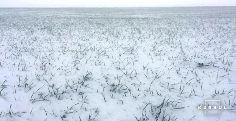 Посіви озимих культур у зоні ризику через несприятливі погодні умови