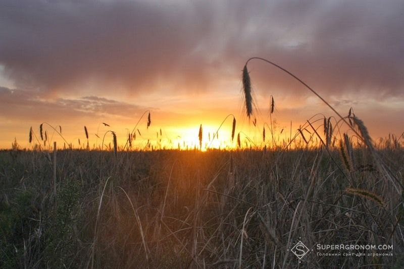 Ви зараз переглядаєте Прибуток з центнера вирощеної пшениці вищий у фермера, ніж у агрохолдинга — дослідження