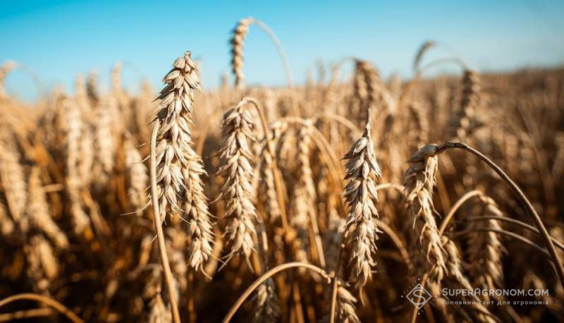 Ви зараз переглядаєте Про рекордні урожайності культур в сезоні 2025 розповіли в агрохолдингах