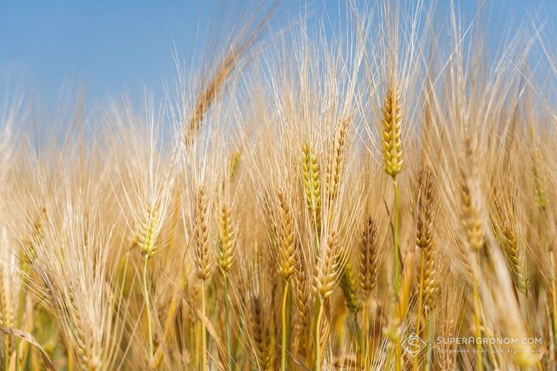 Ви зараз переглядаєте Про власні критерії підбору сортів та гібридів розповіли в Tekom Agro Group