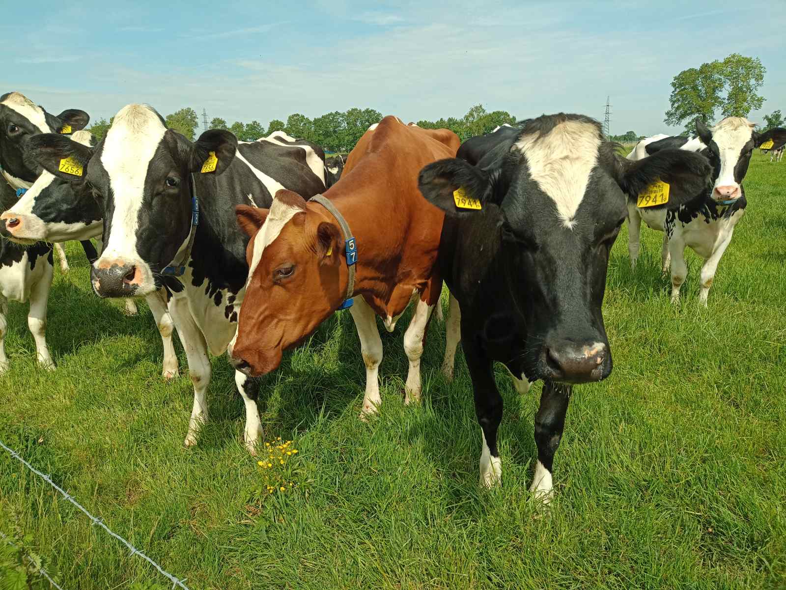 Ви зараз переглядаєте Рамадан і Китайський Новий рік підтримали зростання цін на молочні продукти на GDT