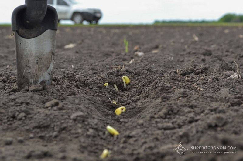 Ви зараз переглядаєте Рання сівба сої при температурі ґрунту 10°С допустима, але за двох умов