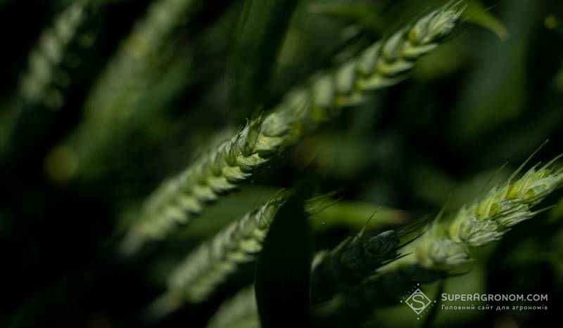 Ви зараз переглядаєте Редагування генів поліпшить взаємодію пшениці з азотфіксуючими бактеріями і зменшить використання азотних добрив — дослідження