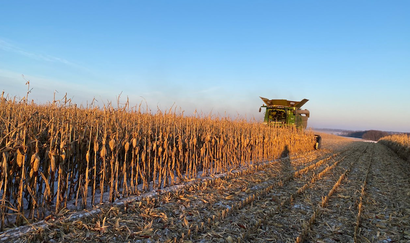 Ви зараз переглядаєте Рекордну врожайність кукурудзи 10,3 т/га отримали в Агротрейд, середня — 9,83 т/га
