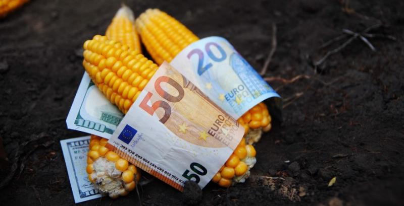 Ринок кукурудзи пережив сплеск активності — ціни зросли до $208/т